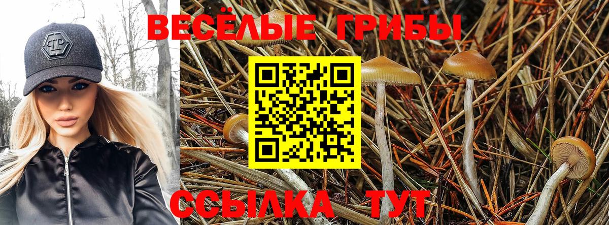 Псилоцибиновые грибы GOLDEN TEACHER Балтийск